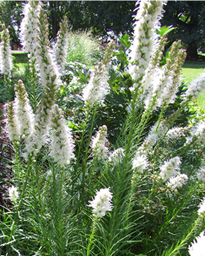LIATRIS FLORISTAN WHITE 25 kusov